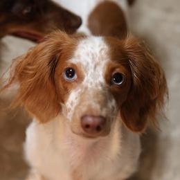Matilda - Dachshund