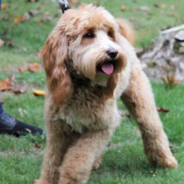 Roxy - Goldendoodle