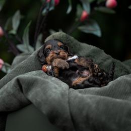 Cavapoo, Cockapoo, and Poodle Puppies from Heavenly Puppies to Love