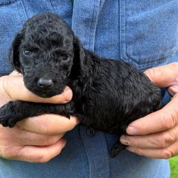 Baby Ruth - Black female Poodle puppy in St. Johnsbury, Vermont from Poodles of the Northern Woods