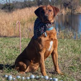 Barrett - Labrador Retriever