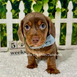 Dodger - Dapple male Dachshund puppy in Lakeland, Florida from Ruthie’s Rich Mini Dachshunds