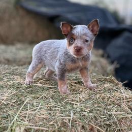 Espresso - Red speckled female Australian Cattle Dog puppy in Tucson, Arizona from Soqui Ortiz Cattle Ranch