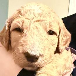 Clarissa - Purple girl - Apricot female Goldendoodle puppy in Puyallup, Washington from Dawnie’s Doodles