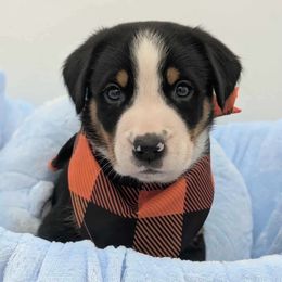 Boy 3 - Black, white and red male Greater Swiss Mountain Dog puppy in Hockessin, Delaware from Simply Swissies
