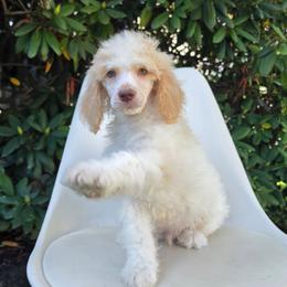 Freedom - Parti male Poodle puppy in Plainfield, New Jersey from Caris Paws Poodles and Labradoodles