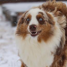 Relic - Miniature Australian Shepherd
