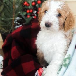 Goldendoodle Puppies from DeerCreek Doodles