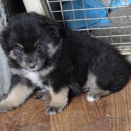 Lulubelle - Black tri female Miniature American Shepherd puppy in Goldendale, Washington from Amulet Charm