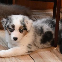 Anatolian Shepherd Dogs and Australian Shepherds from Tina Burks