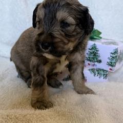 Double Doodle Puppies from Southern Sunshine Doodles