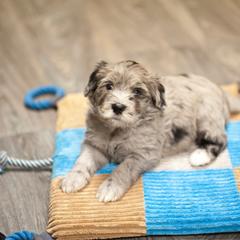 Bergamasco Sheepdog Puppies from Alp Angel Bergamascos