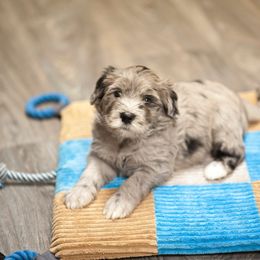 Bergamasco Sheepdog Puppies from Alp Angel Bergamascos