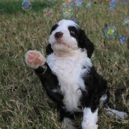 Goldendoodle, Labradoodle, and Poodle Puppies from CNR Farms