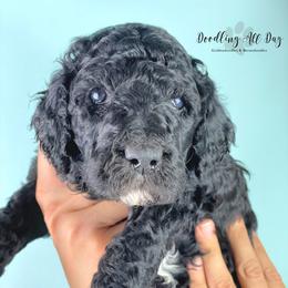 Bernedoodle and Goldendoodle Puppies from Doodling All Day Goldendoodles & Bernedoodles