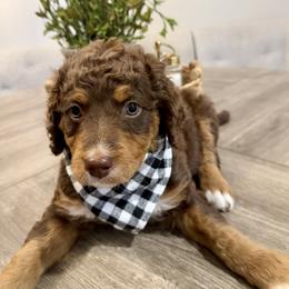 Dolly Parton - Tri-color female Bernedoodle puppy in Draper, Utah from Salt City Farm