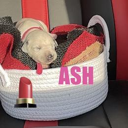 Ash - White and black female Dalmatian puppy in Des Moines, Iowa from Spot Splattered Dalmatians