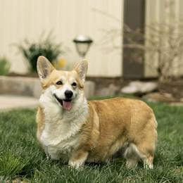 Teela - Pembroke Welsh Corgi
