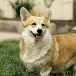 Teela - Pembroke Welsh Corgi