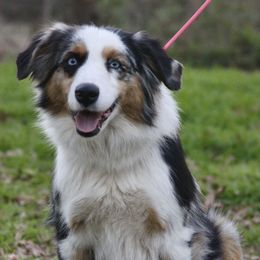 Athena - Australian Shepherd