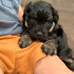 Romeo - Black tri-color male Aussiedoodle puppy in Daphne, Alabama from Darling Australians
