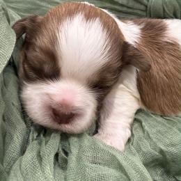 Juneau - Brown and white male Shichon puppy in Bradford, Ohio from Ted E. Bear Patch