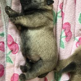 Gus - Fawn male Pug puppy in Saint Pauls, North Carolina from Copperfield’s Goldens