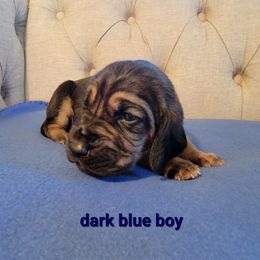 Rufus (Drk. Blue Boy) - Bloodhound puppy in Fletcher, North Carolina from Heritage Hounds
