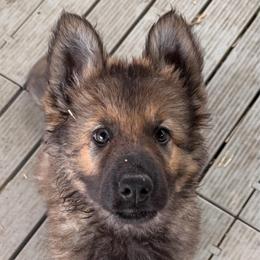 Skye Long coat ready today 4,200 - Sable female German Shepherd puppy in Hollis Center, Maine from Noble German Shepherds of Maine