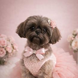 Skye - Shih Tzu