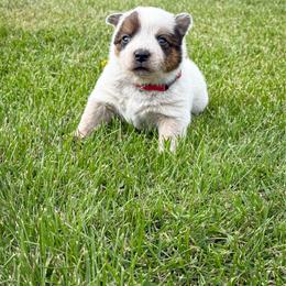 Red - Red speckled female Australian Cattle Dog puppy in Spokane, Washington from 4D Cattle Dogs