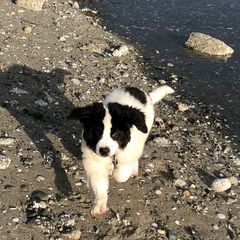 Landseer (European Continental Type) Puppies from Pacific Seaport Landseers