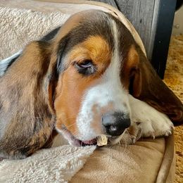 Basset Hounds from Sharpe's Basset Hounds