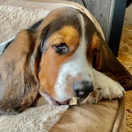 Basset Hounds from Sharpe's Basset Hounds