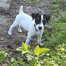Companion Cross, Russell Terrier, and Yorkshire Terrier Puppies from Working W Kennels