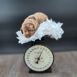 Winton - Merle male Australian Labradoodle puppy in Taylor, Michigan from Mi Best Doodle Ever, LLC