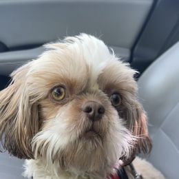 Chiquita - Shih Tzu