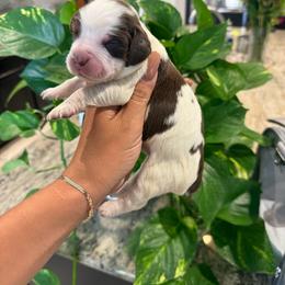 Female 2 - Tri-Roan female English Springer Spaniel puppy in Fairfield, California from Goldridge Springers