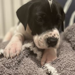 Great Dane Puppies from Oak View Danes