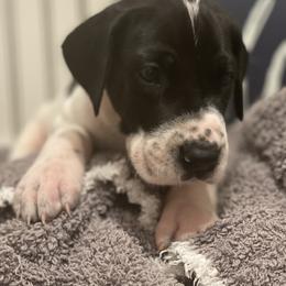 Great Dane Puppies from Oak View Danes