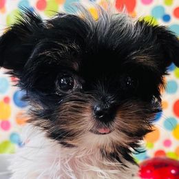 Yorkshire Terriers from Charm City Yorkie Boutique