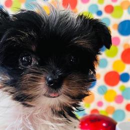Yorkshire Terriers from Charm City Yorkie Boutique