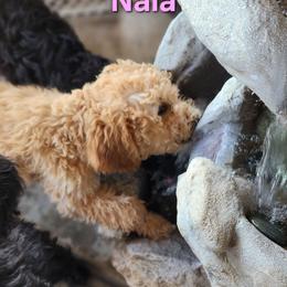 Nala - Cream female Goldendoodle puppy in Goodyear, Arizona from The Earl Dood(le)s