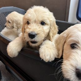 Goldendoodle Puppies from Lakes Golden Doodles