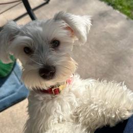 Daisy - Miniature Schnauzer