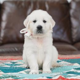 Girl 3 - female Golden Retriever puppy in Bedford, Indiana from Indiana Goldens