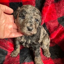 Red - Goldendoodle puppy from Mount Doodles