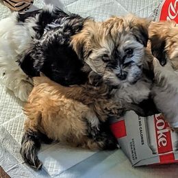 Havanese from Havanese By Wepraze