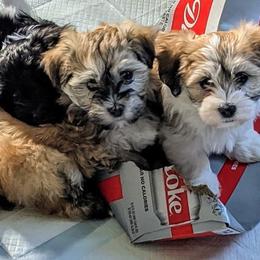 Havanese from Havanese By Wepraze