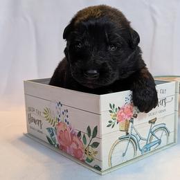 Neo - Black male German Shepherd puppy in Waterloo, New York from Von Nikolaos German Shepherds